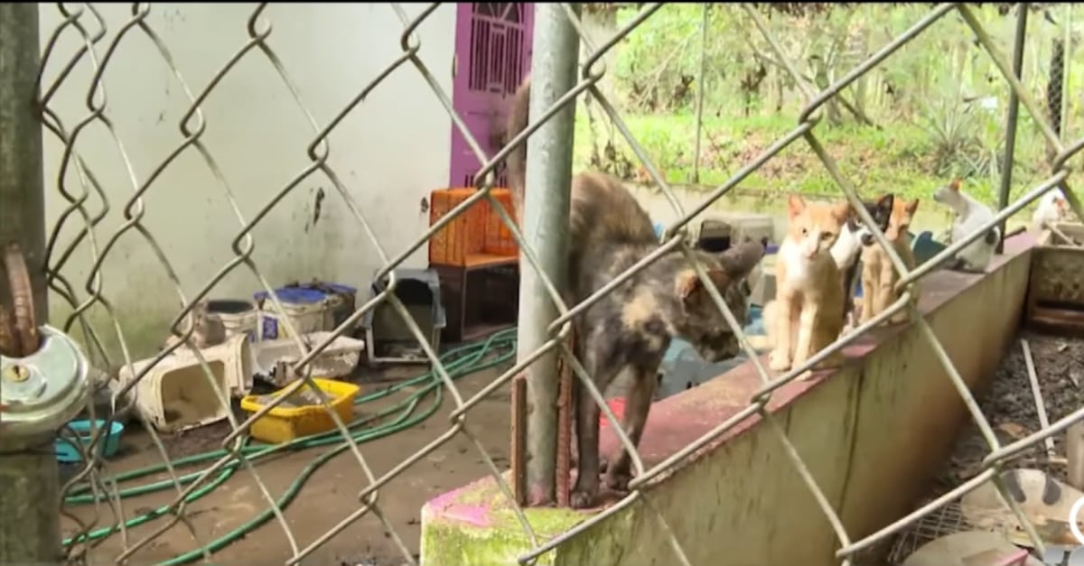 La casa del terror de los gatos. 150 animales rescatados en condiciones horribles 
