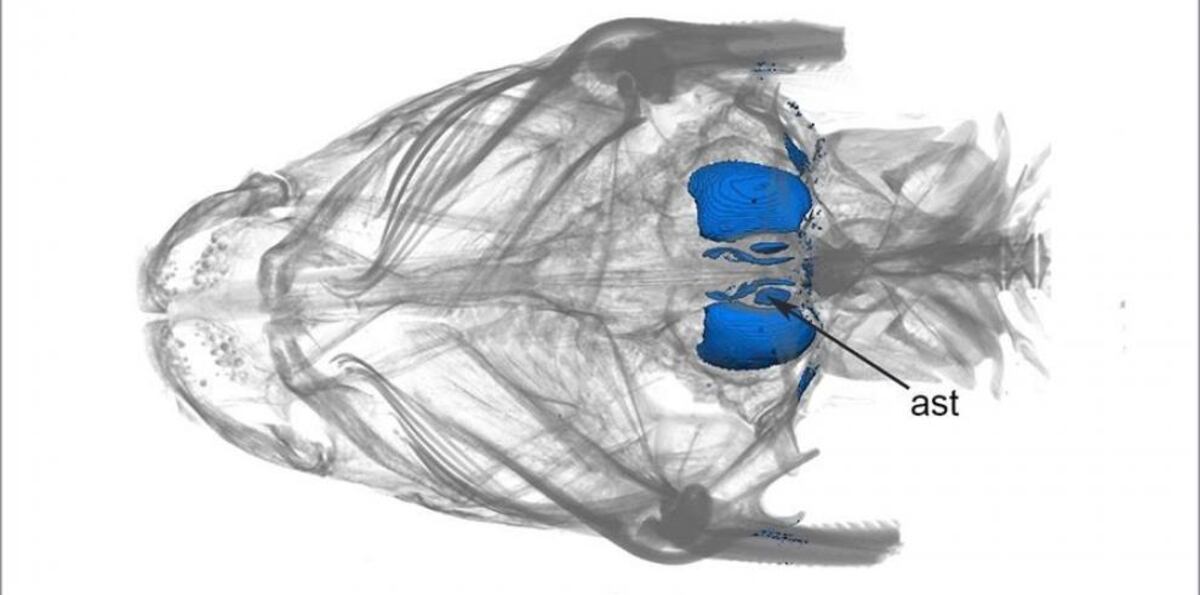 Descubren dos nuevas especies de bagre más antiguas que el istmo de Panamá
