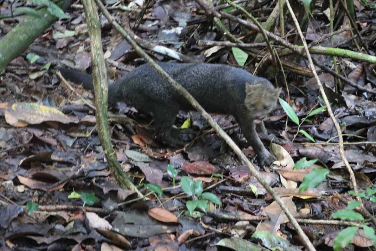 Exitoso operativo de liberación de fauna silvestre en Panamá: Una llamada a la conciencia ciudadana