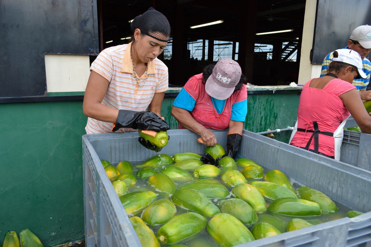 La papaya. Un rubro prometedor que crece en exportación