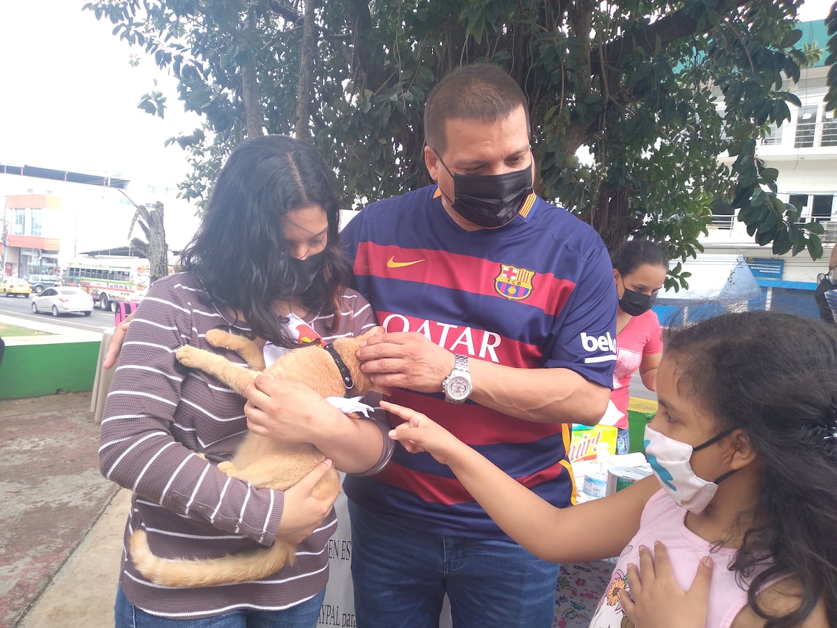 Pancho lleva tiempo esperando que lo adopten y nada.  Recolectan enseres para animales maltratados. Video