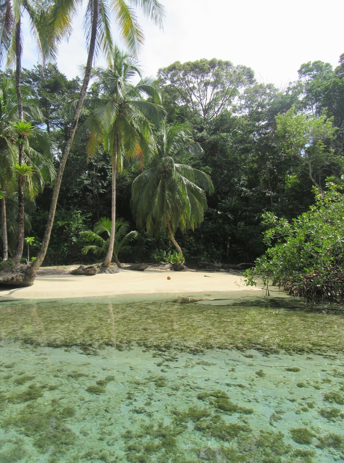 La isla Escudo de Veraguas, un lugar para la  investigación y conservación de las tortugas marinas