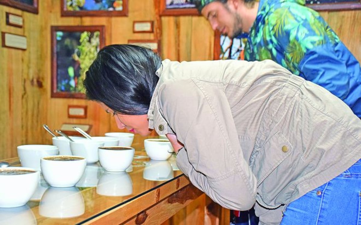 Café con sabor a turismo, brinda Chiriquí