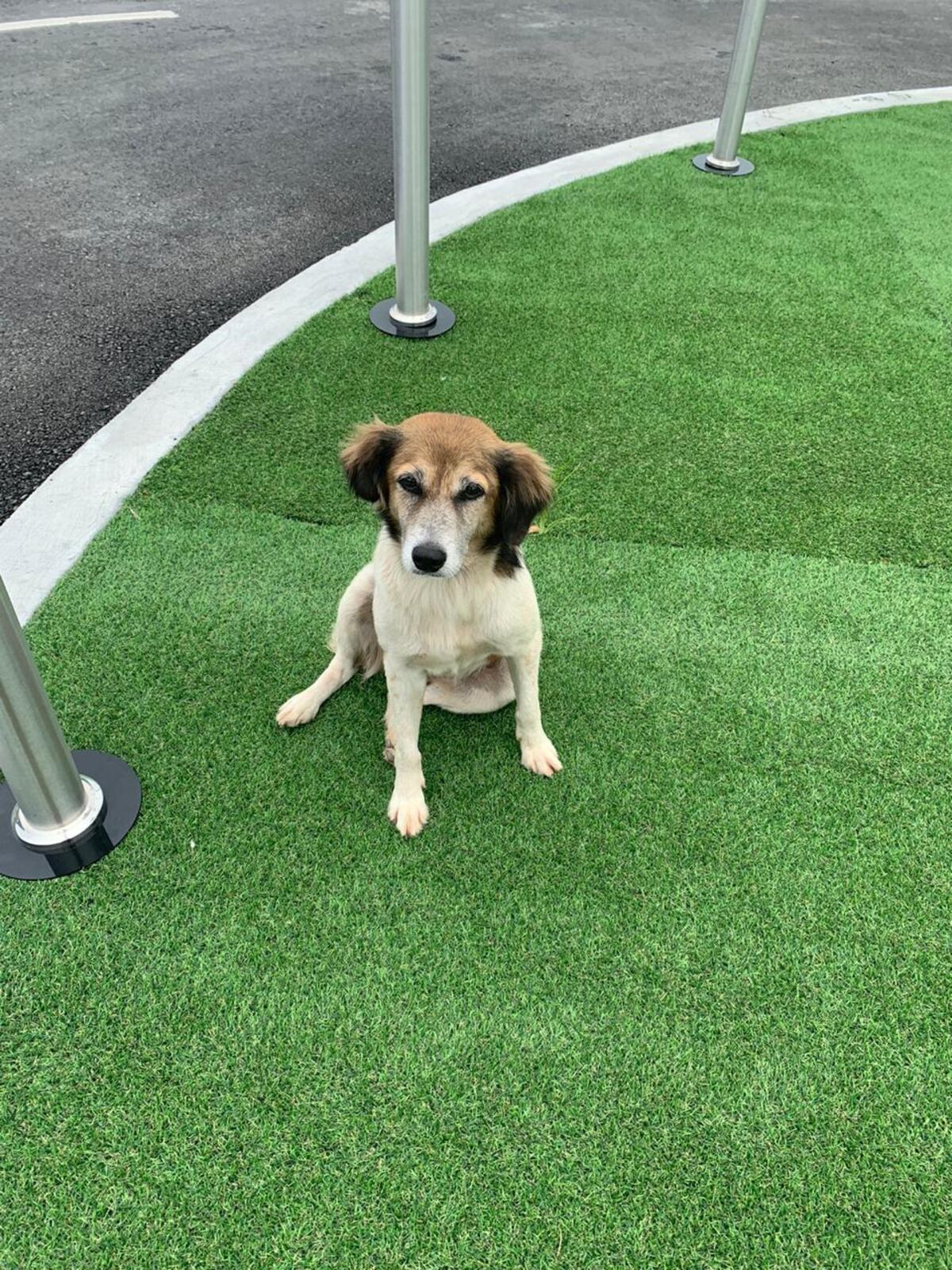 Intentan buscar un hogar para la perrita ‘Modular’, para que no le ocurra lo que a Soli