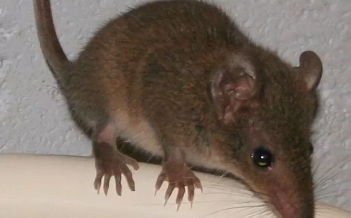 Este animal australiano tiene tanto sexo que literalmente destruye su cuerpo