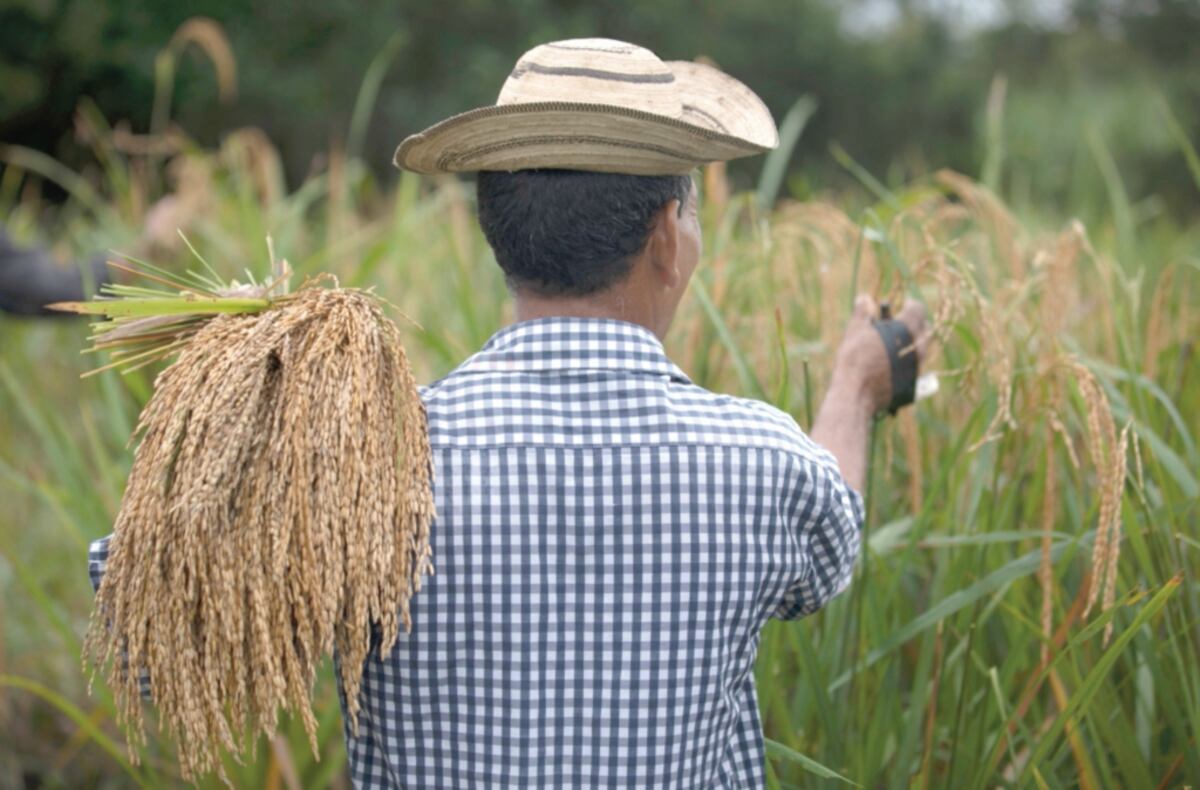 Más de 400 productores venden arroz al IMA para el Plan Panamá Solidario 
