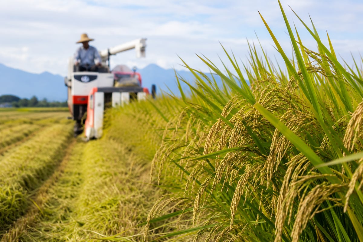 ¿Habrá arroz suficiente? MIDA asegura abastecimiento hasta enero, pero se prepara para el golpe de El Niño