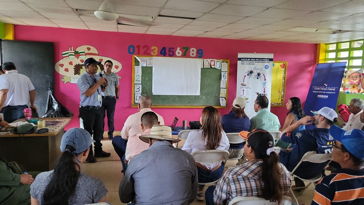 Comunidad de Colón busca soluciones al conflicto entre jaguares y ganaderos
