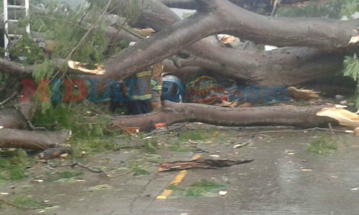 Menor fallece al caer árbol sobre vehículo en que viajaba con su madre | VIDEO