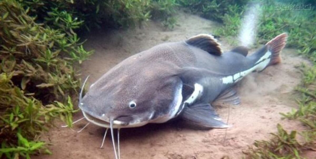 En televisión nacional chef David insultó a Natalie Harris llamándola... | VIDEO