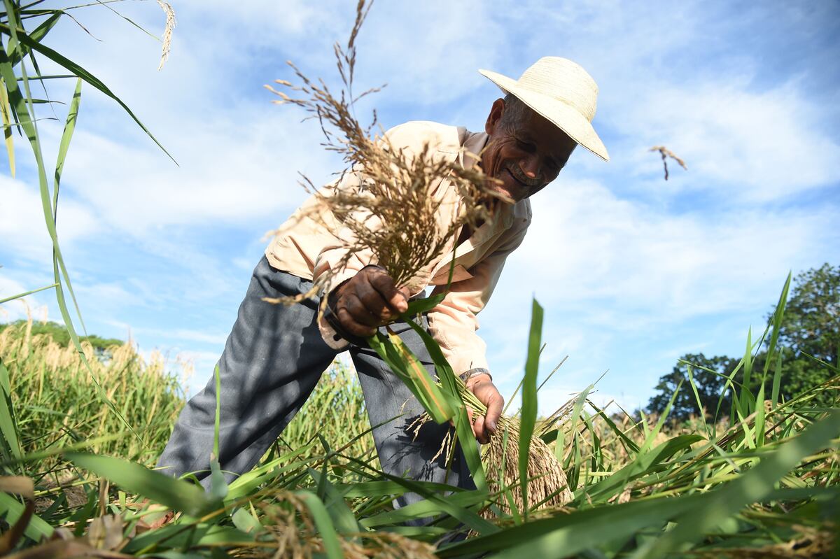 La corta de arroz, una tradición de nuestra campiña 