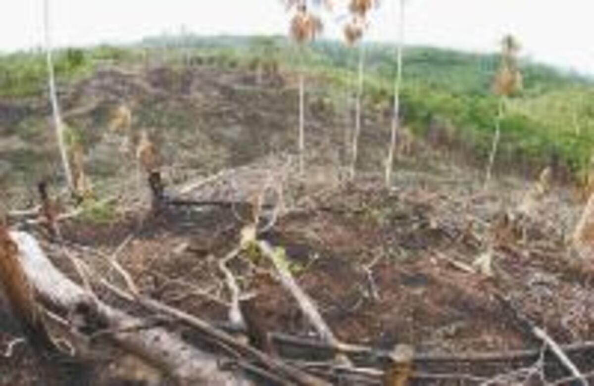 Aumenta la tasa de deforestación en el país. MiAmbiente suspende permisos para talar bosques