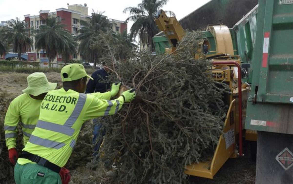 Atentos: Este domingo finaliza operativo de recolección de arbolitos de Navidad
