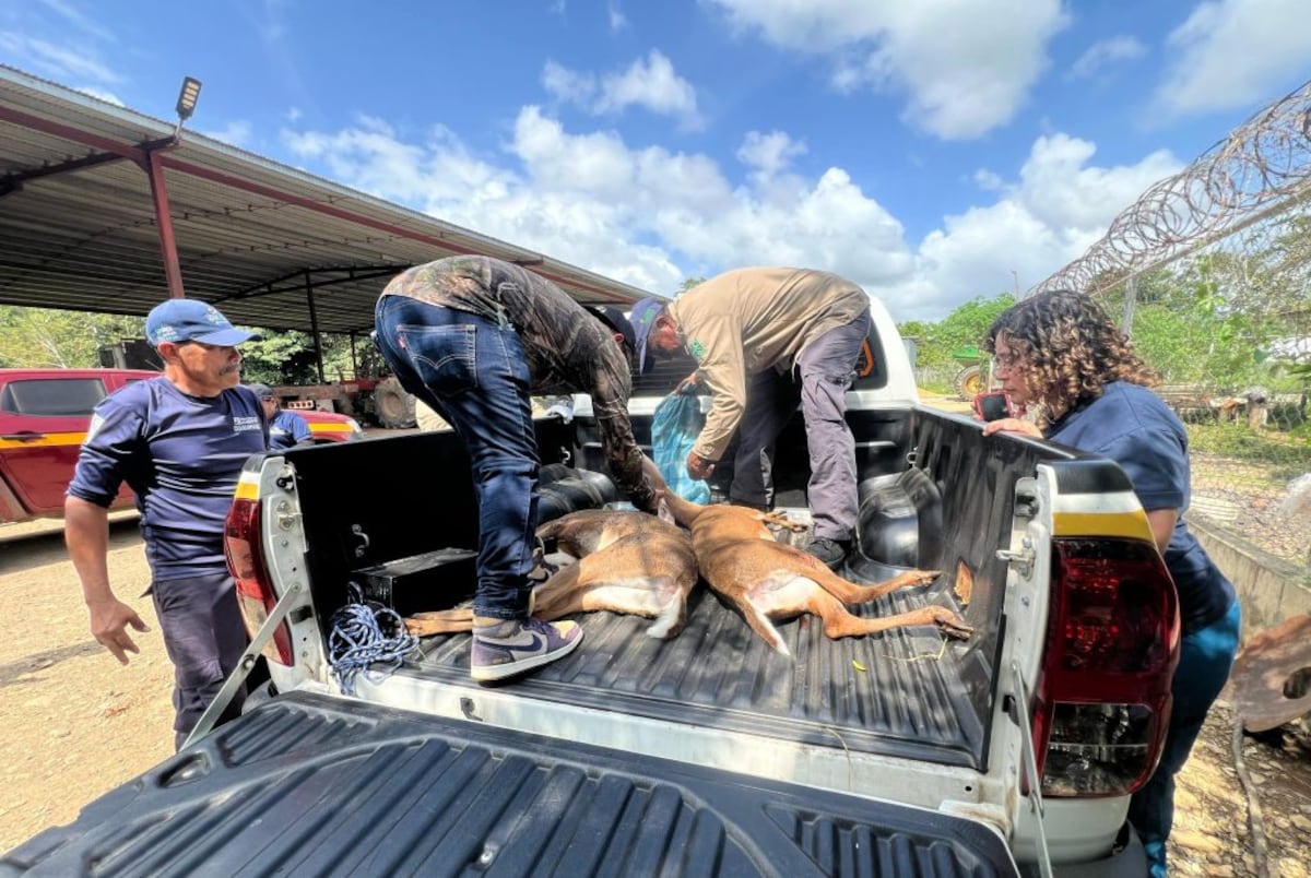 Operación Tapir: decomisan armas y salvan fauna silvestre en Tortí, Darién