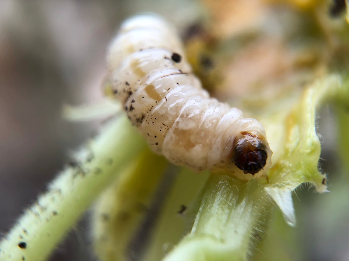 Para combatir al barrenador liberan unas 90 millones de moscas estériles