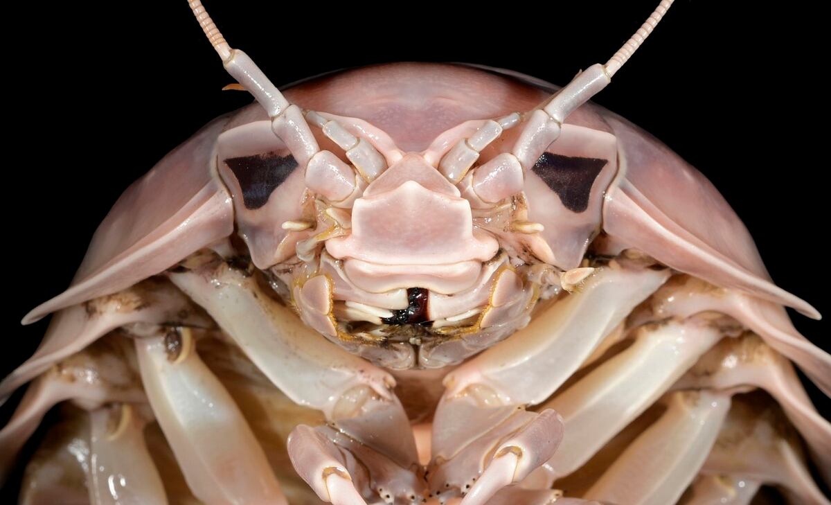 ‘Darth Vader’, el nuevo insecto marino descubierto en Vietnam