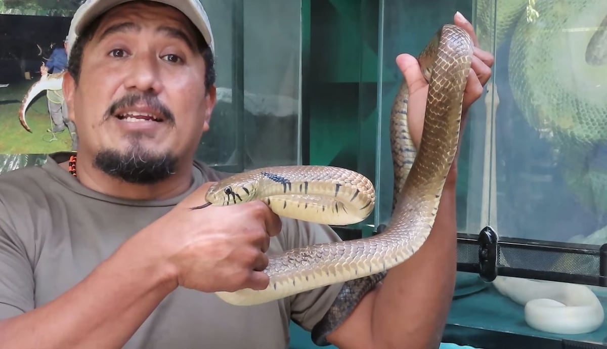 Biólogo desmiente mitos de las serpientes marinas: ‘No son agresivas, pero no se deben tocar’