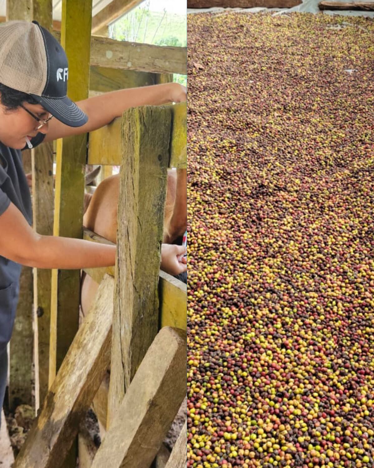 MIDA impulsa sanidad bovina y mejora la producción cafetalera en comunidades de Colón