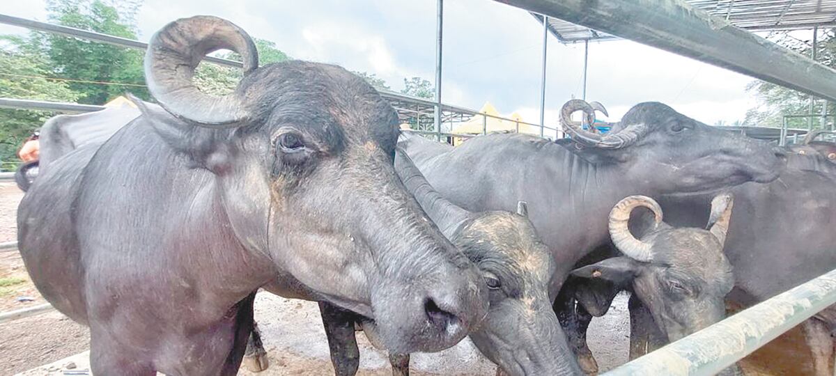 Moo-cho Gusto: Presentan el queso de búfalo de Darién