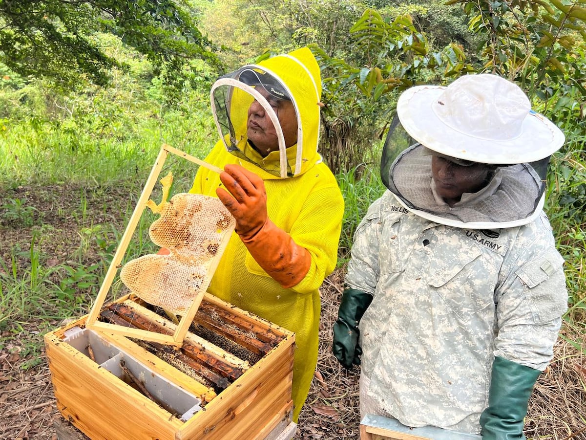 Producción de miel en Panamá crece y supera los 67 mil galones en 2025