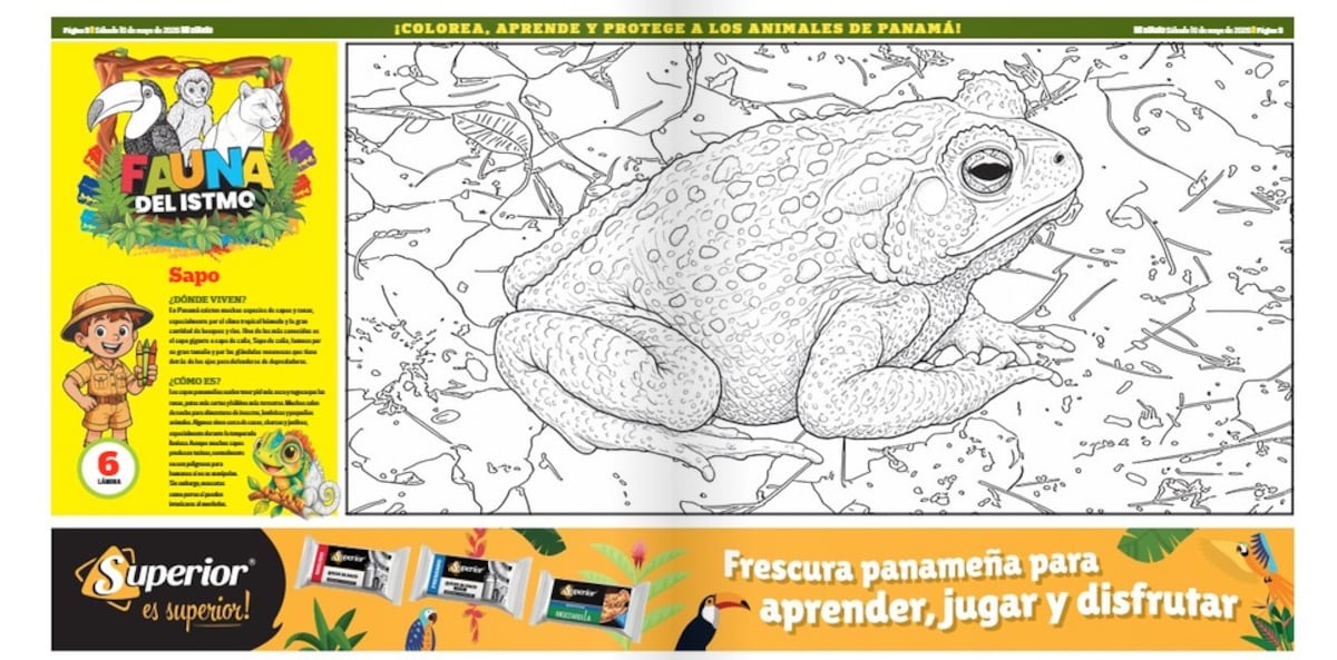 Mi Diario trae la lámina del sapo en ‘Fauna del Istmo’: colorea y aprende sobre este animal panameño