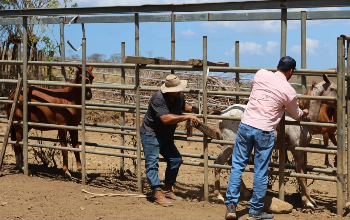MIDA vacuna a 200 caballos en Marchena y Río Lagarto contra la encefalitis equina