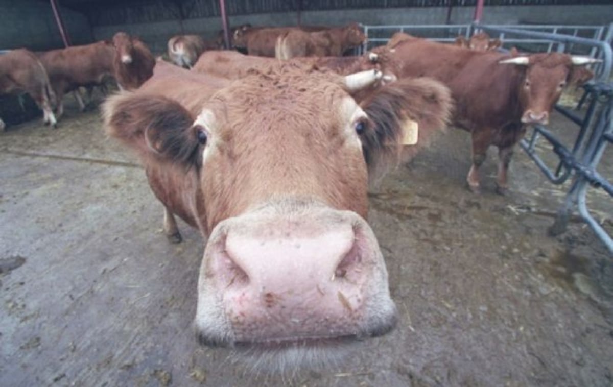 Hermien, la vaca que escapó al matadero en Holanda y es célebre en Internet