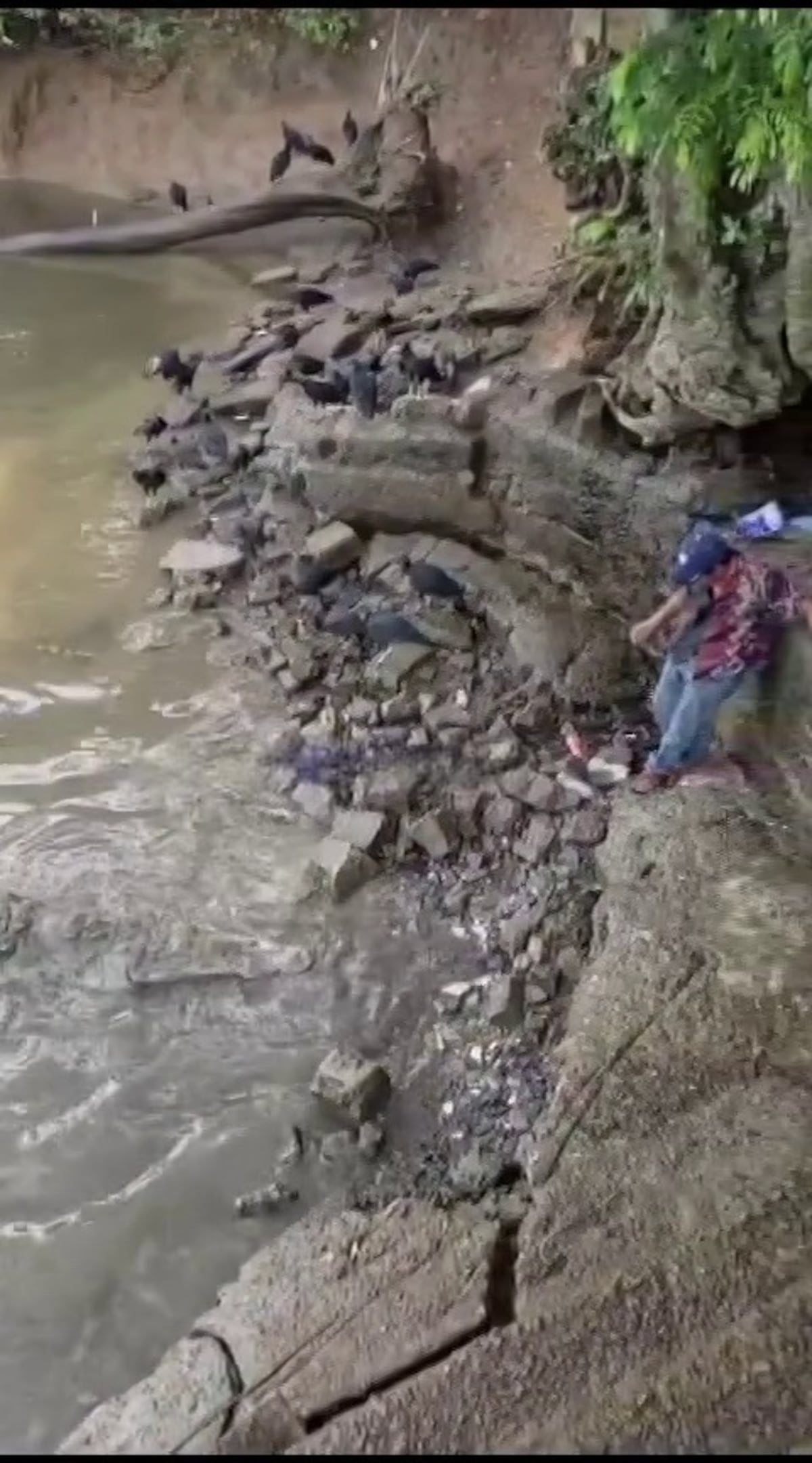 VÍDEO | ‘Tío deja la locura’: Adulto mayor se acerca a cocodrilo en Chepo y MiAmbiente alerta