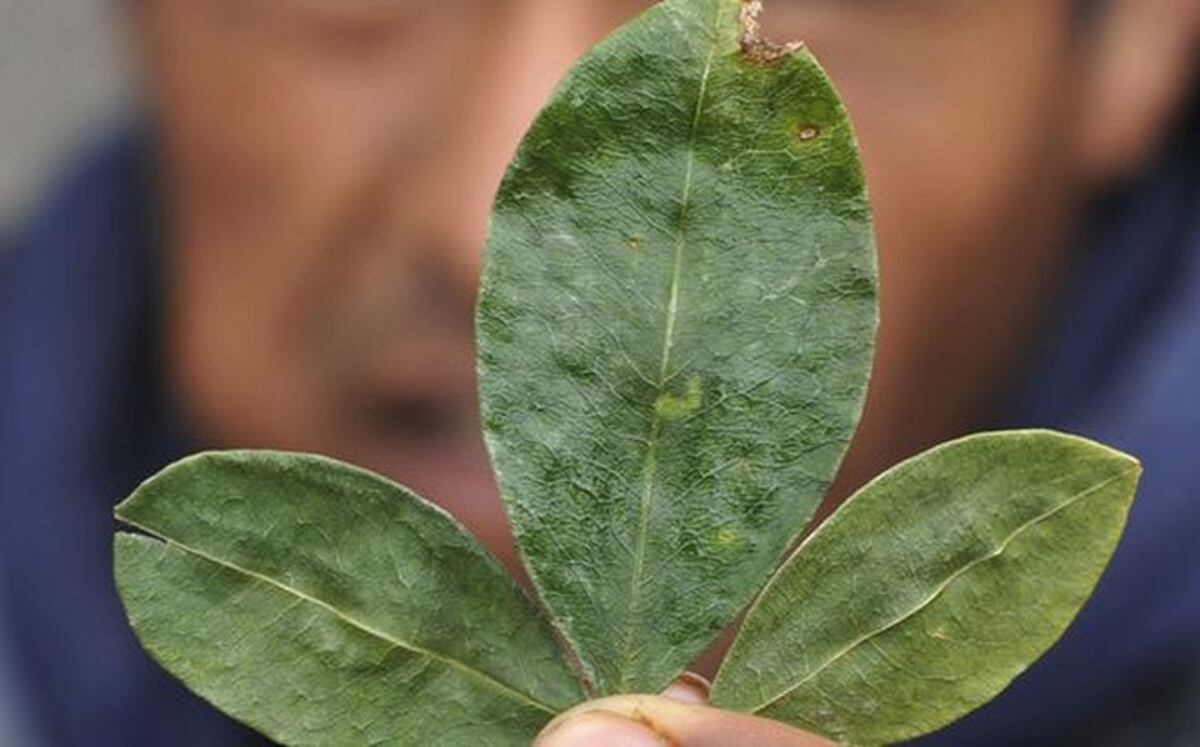 ONU preocupada por plantaciones legales de coca 
