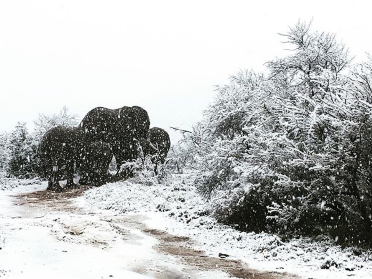 Jirafas en la nieve. Un inesperado golpe frío ha golpeado a Sudáfrica