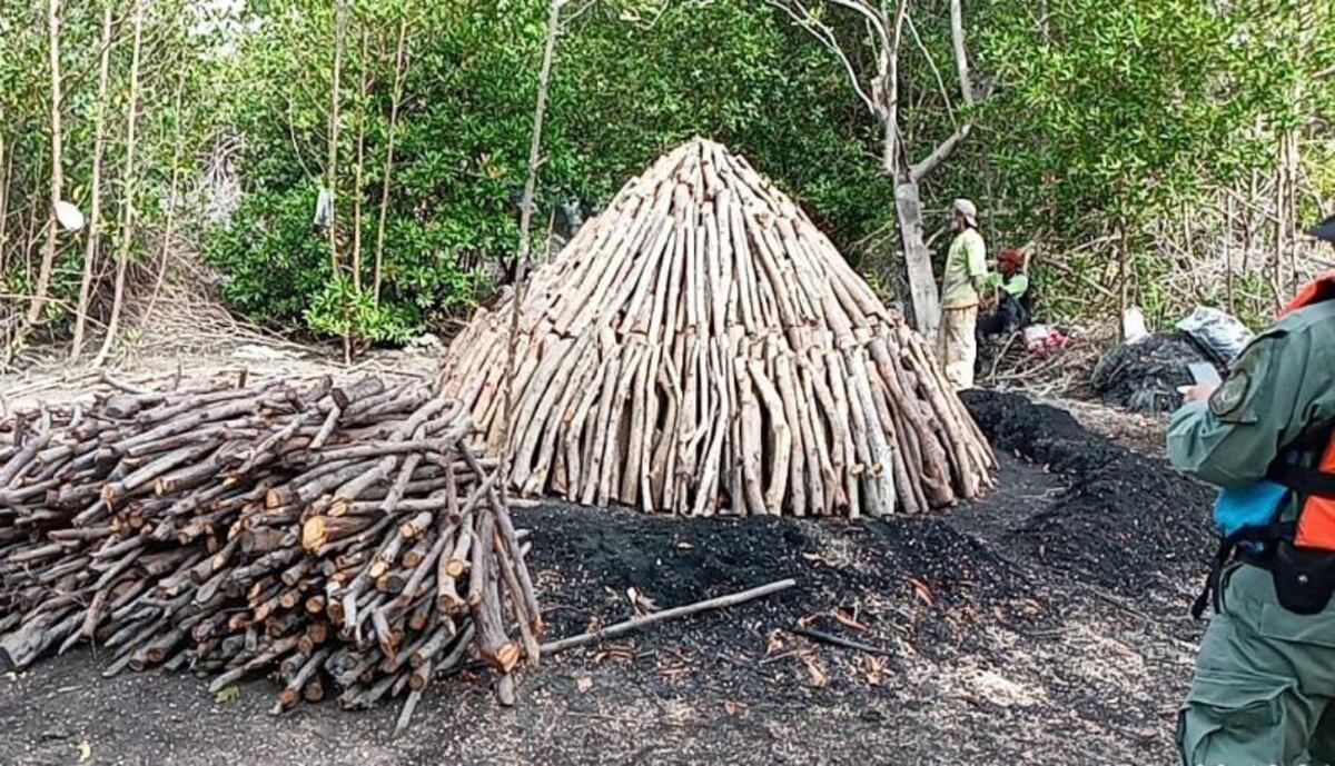 Hombre será sancionado tras talar parte de un manglar en Bejuco en Chame