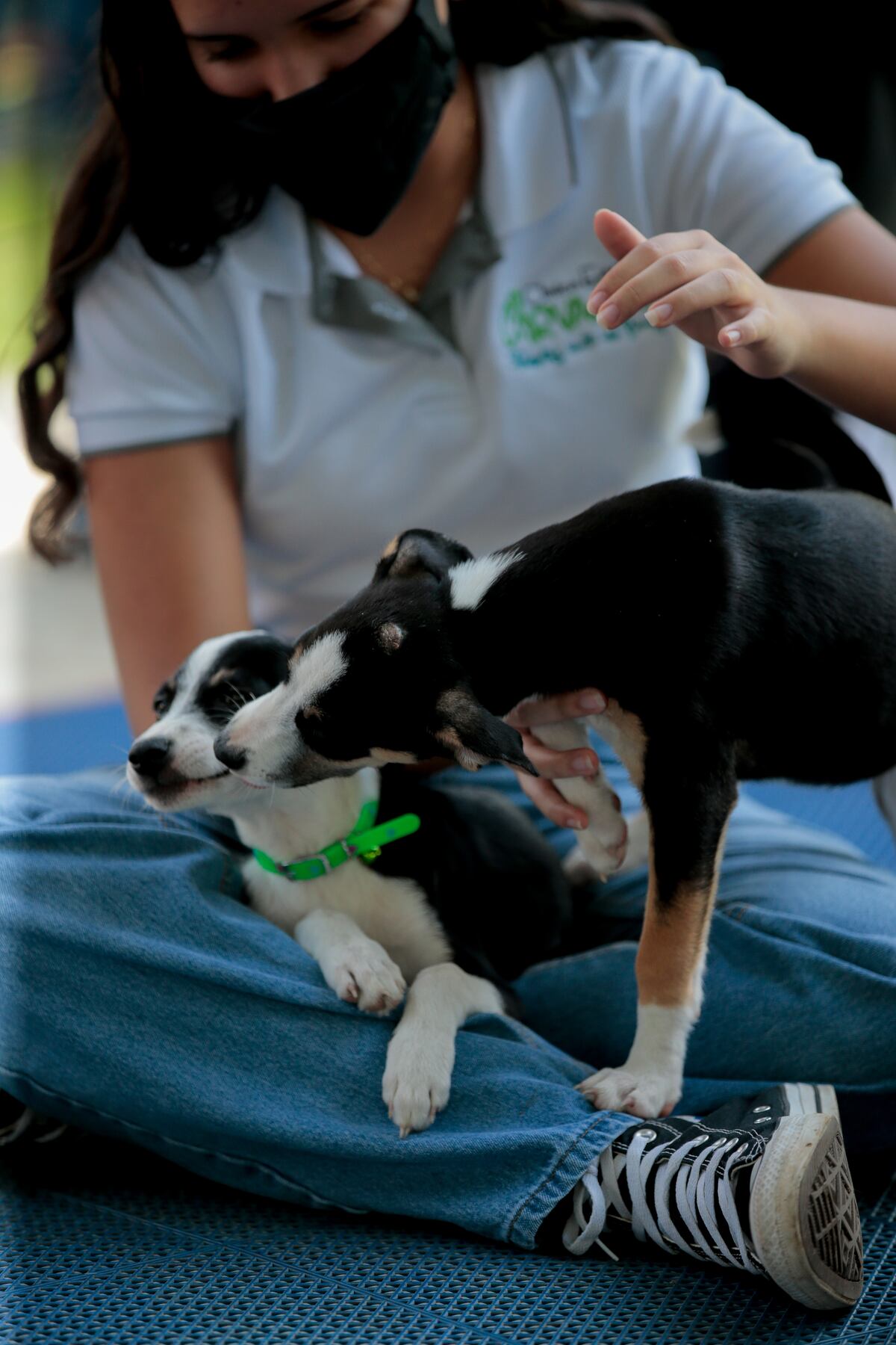 Operativos diarios para evitar el maltrato a las mascotas