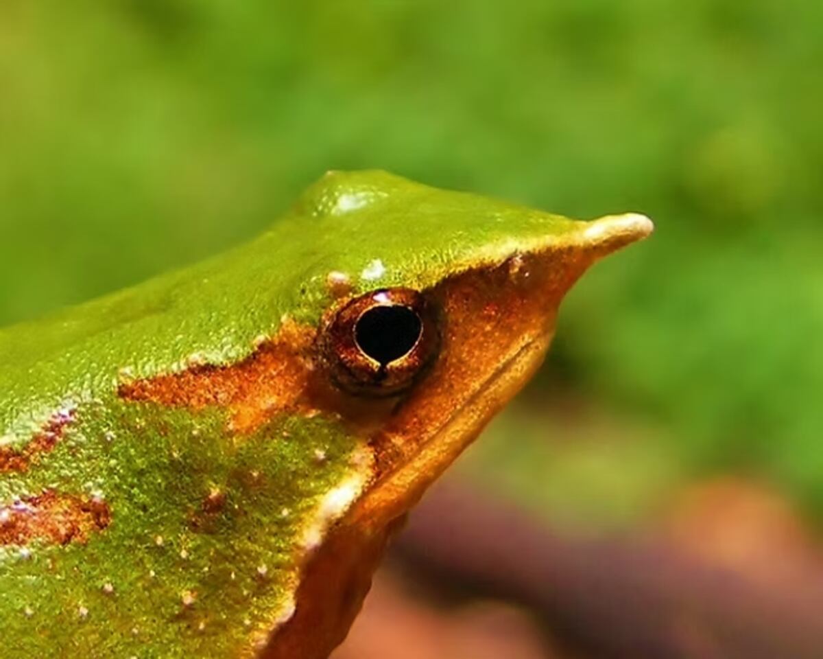 Chile lanza ofensiva para salvar a la Ranita de Darwin, especie única en peligro