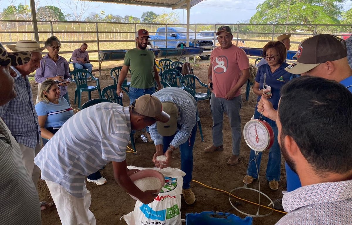 Productores de Los Santos aprenden a potenciar su ganado con sales minerales