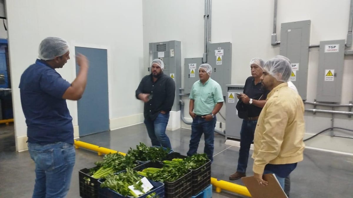 Coclé afina el manejo de la cebolla tras gira técnica en Volcán