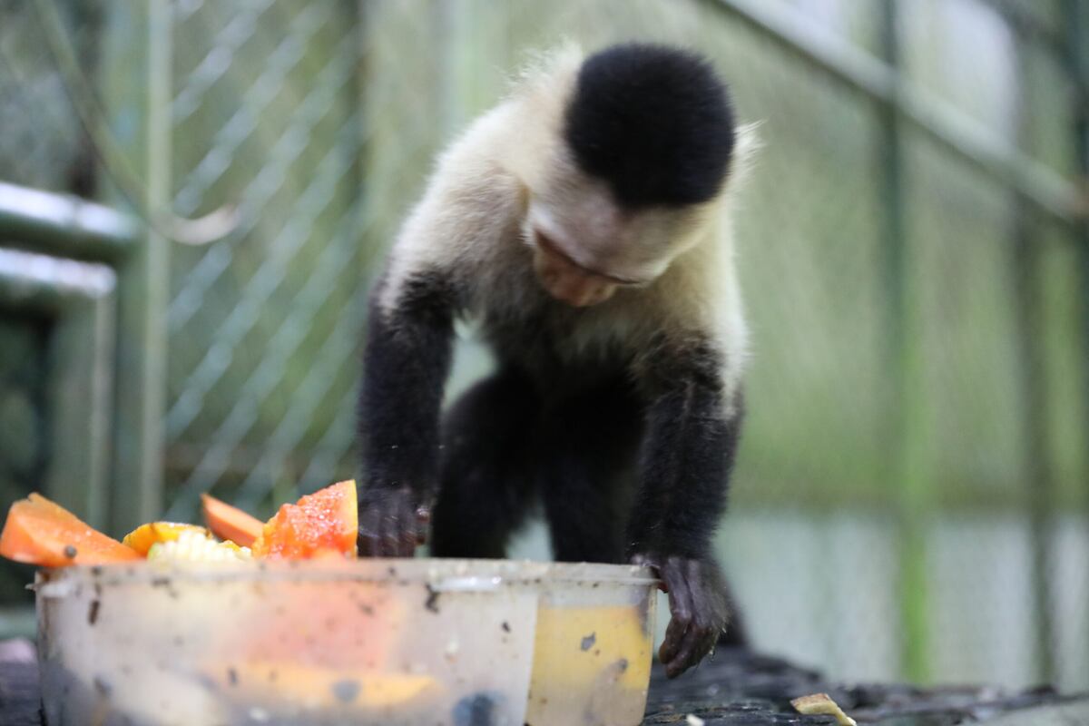 Russo, el monito cara blanca que fue rescatado en Colón, tiene nuevo hogar. Video