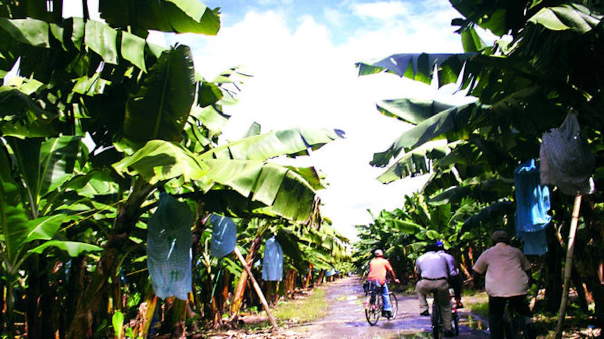 Bananal del terror: investigan presuntos cadáveres en finca cerca del cementerio en Bocas del Toro