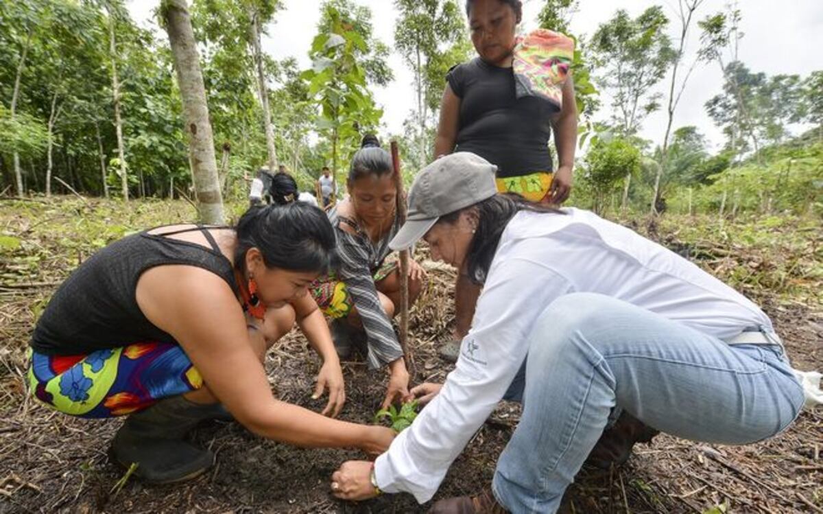 ACP inicia reforestación de 83 hectáreas en Darién