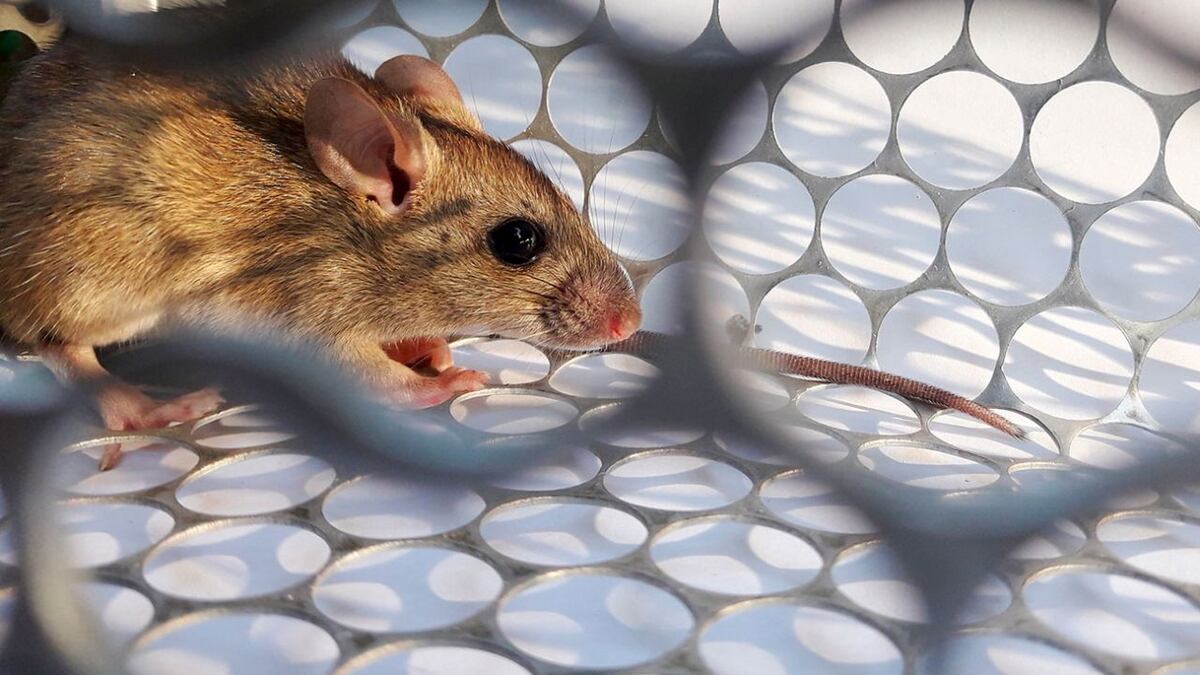 En cuidados intensivos por hantavirus. Así se encuentra un residente del distrito de Chepo