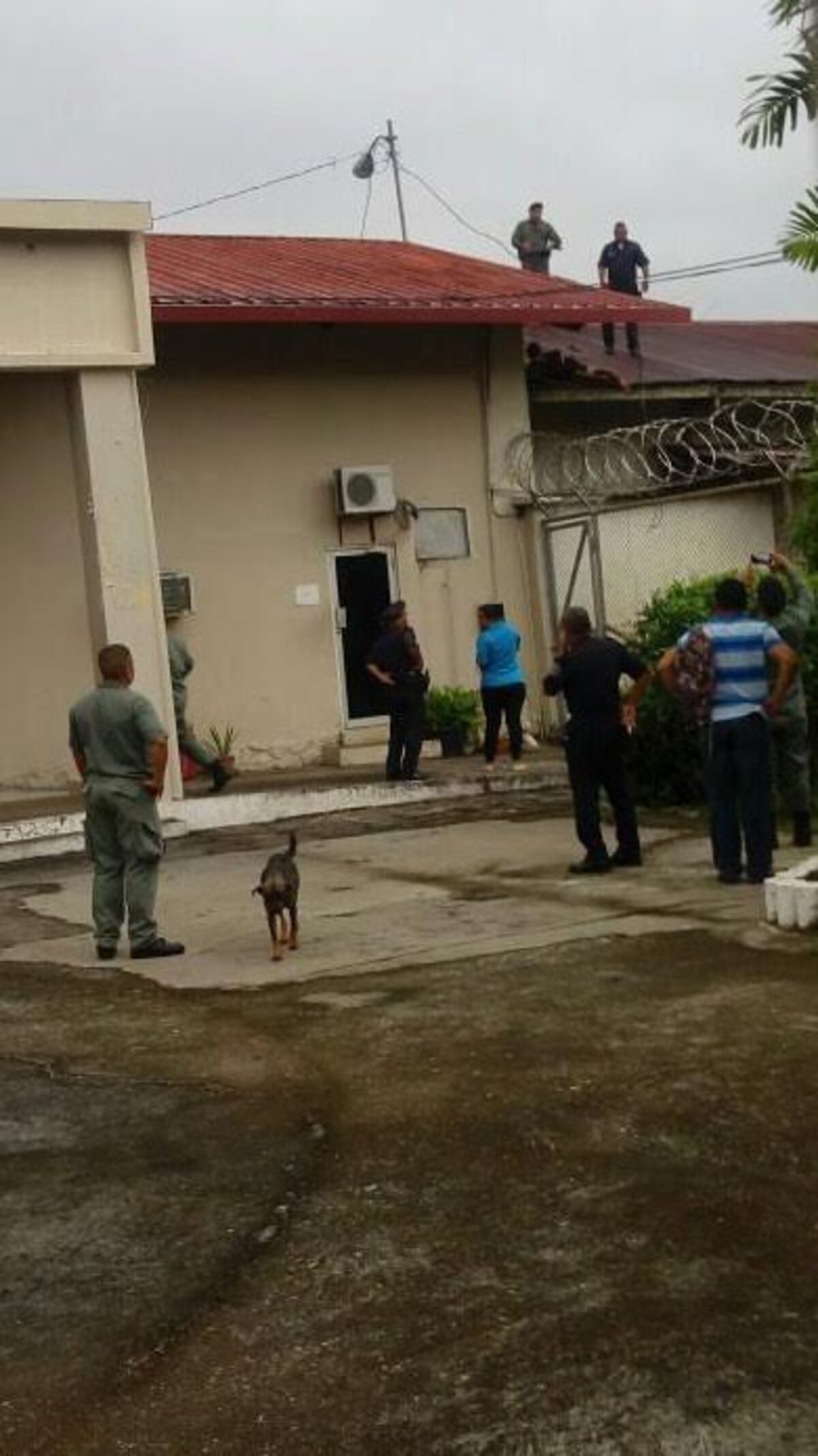 Hace de hombre araña para escapar de la cárcel de David