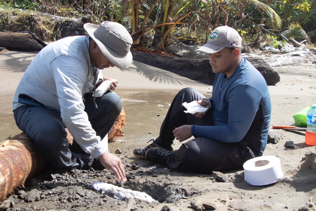 Hallan en Colón fósil de 6 millones de años que reescribe la historia del Istmo
