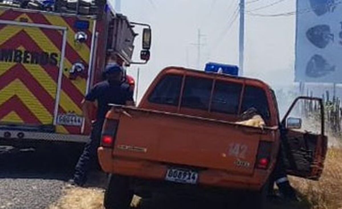 Abejas asesinas vuelven a atacar. Ya mataron a un hombre en Chiriquí