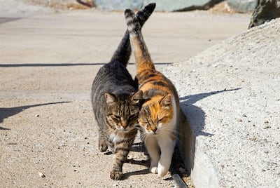 ¿Te irías un mes a cuidar gatos? Grecia ofrece alojamiento