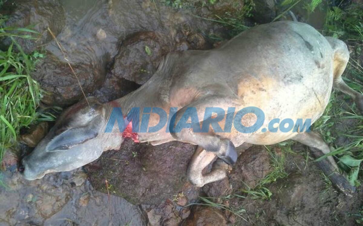 ¿REGRESÓ EL CHUPACABRAS? Ganaderos encuentran res sin ojos ni lengua