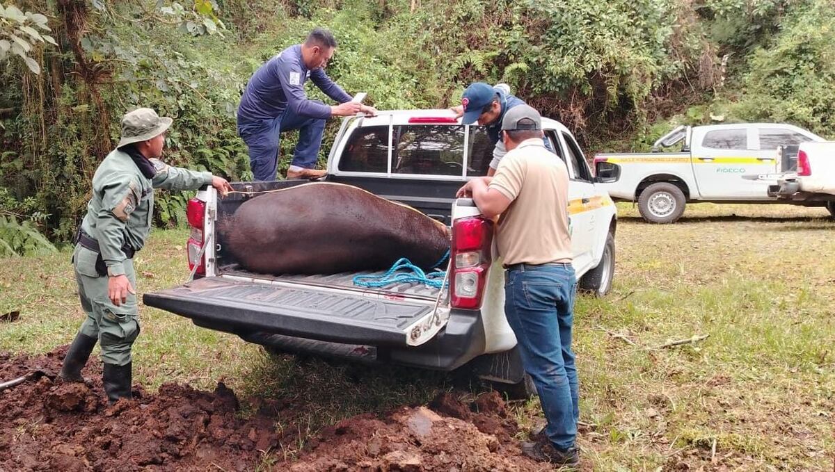Tapir muerto en Parque Nacional Volcán Barú da aviso de caza furtiva en Tierras Altas