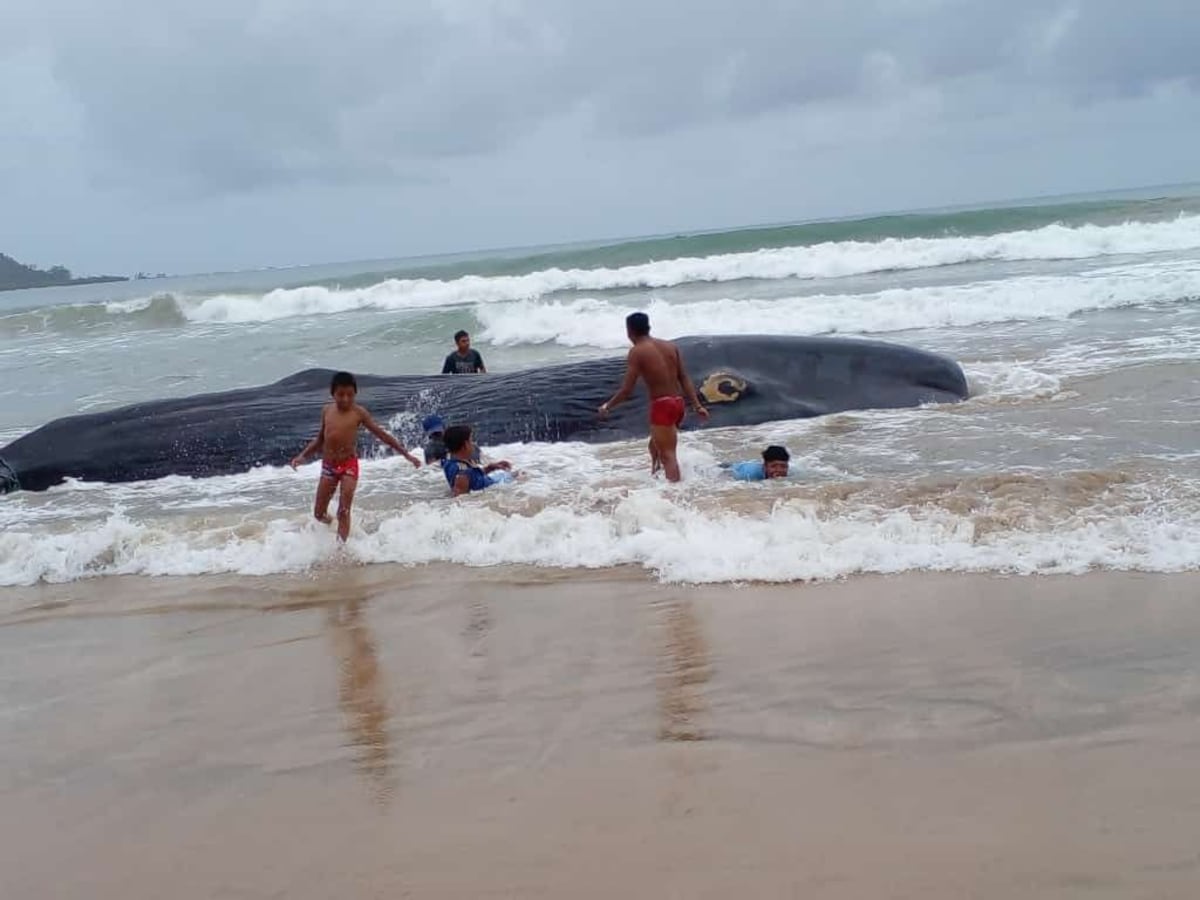 Hallan una ballena muerta en una playa de Guna Yala