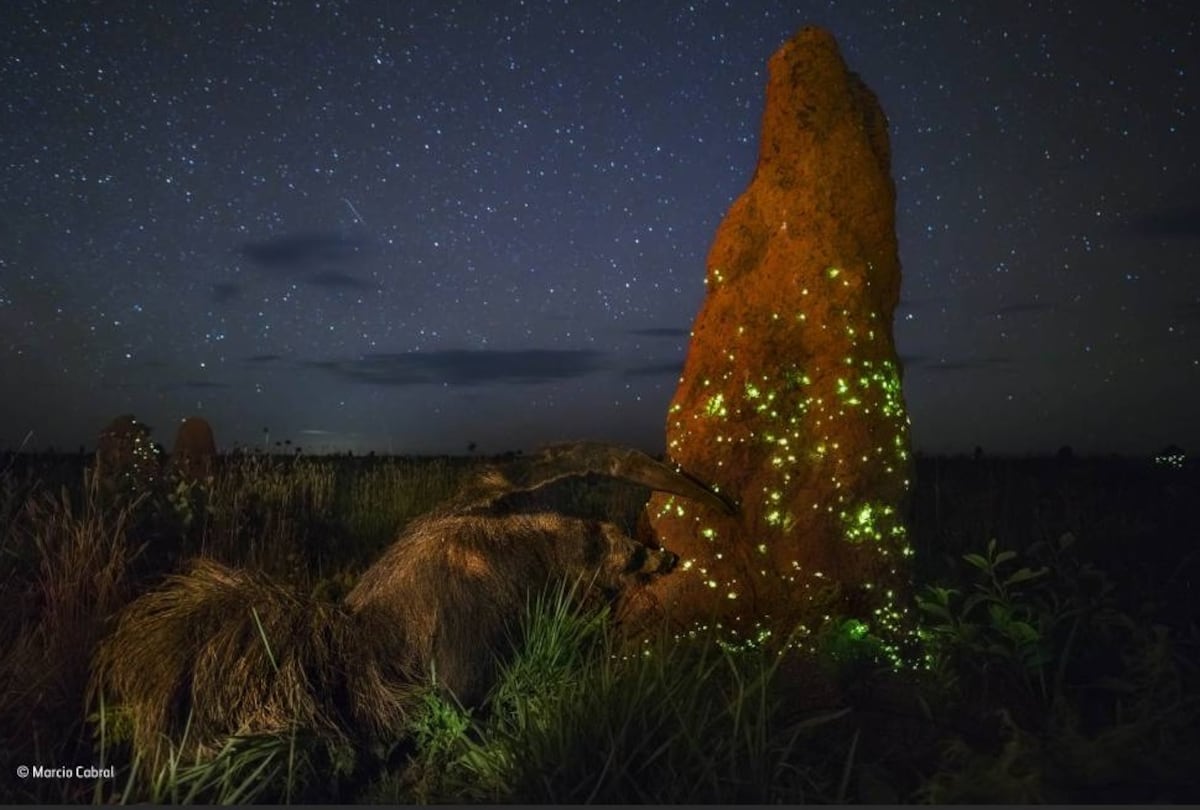 Le quitan el premio al fotógrafo ganador del  Wildlife Photographer of the Year 