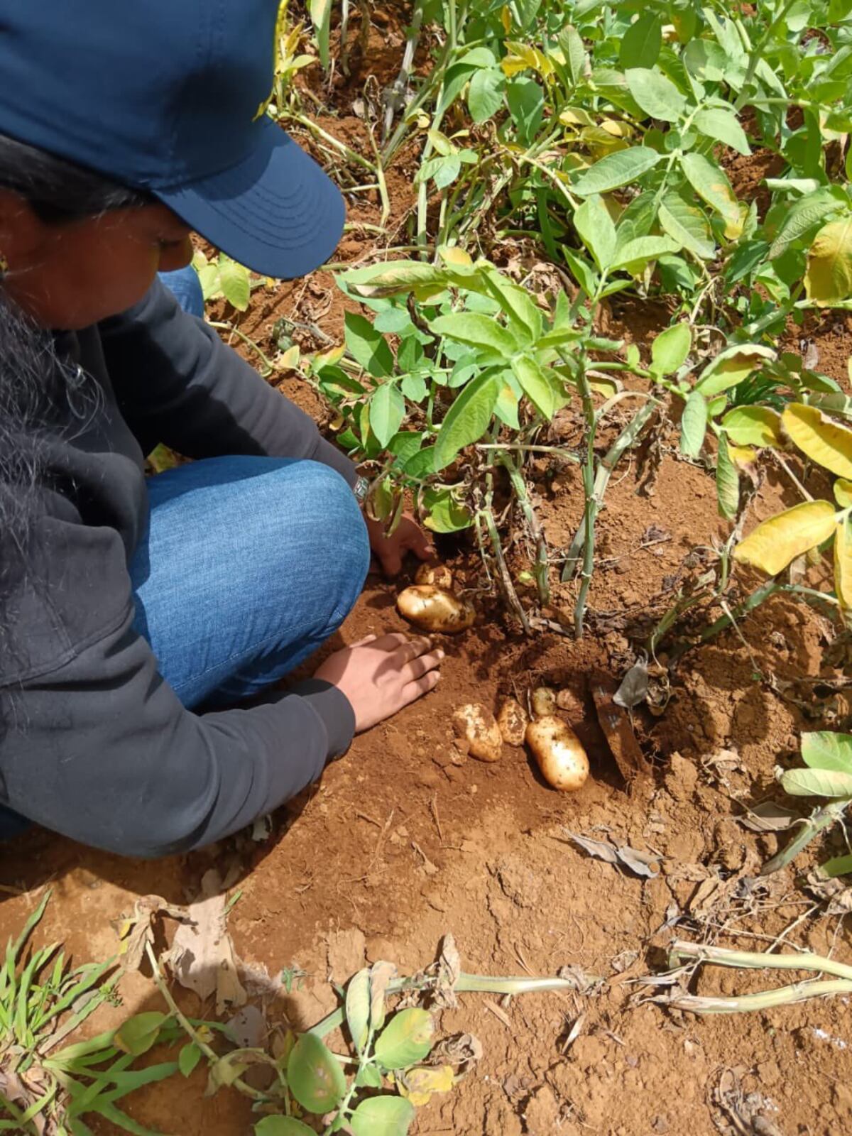 Avances tecnológicos y estrategias para frenar contrabando agrícola en Tierras Altas
