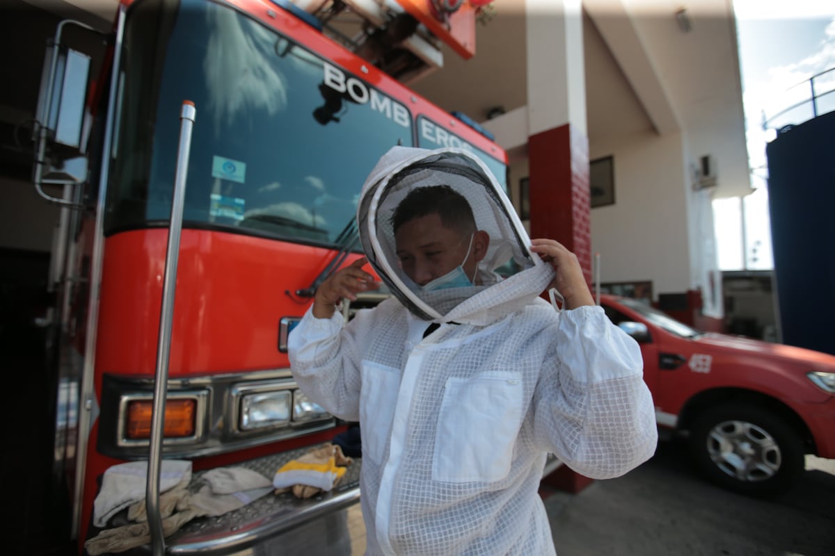 Abejas africanizadas. Sea precavido su picadura puede ser letal