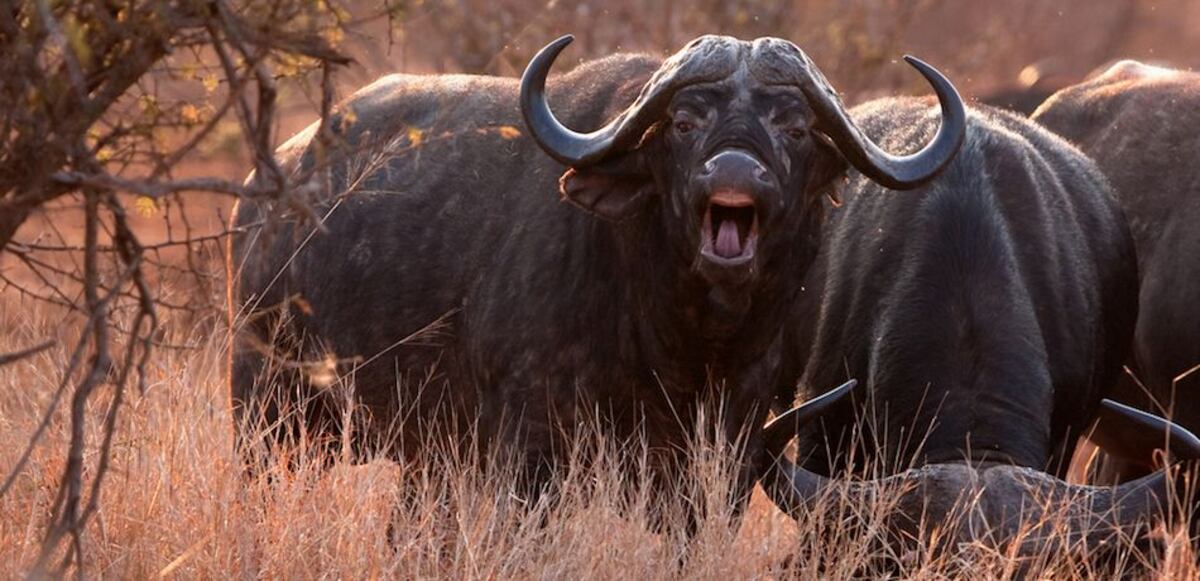 Cazador resultó herido mortalmente por embestida de búfalo